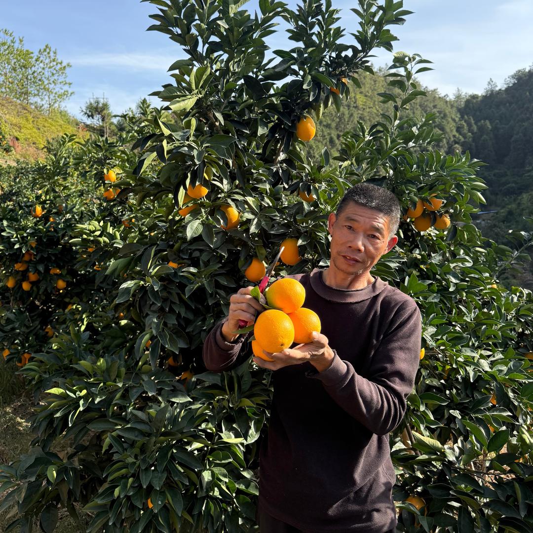 赣南脐橙种植户-陈叔