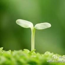 小草