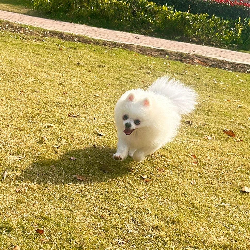 滚雪球👑（好物分享）