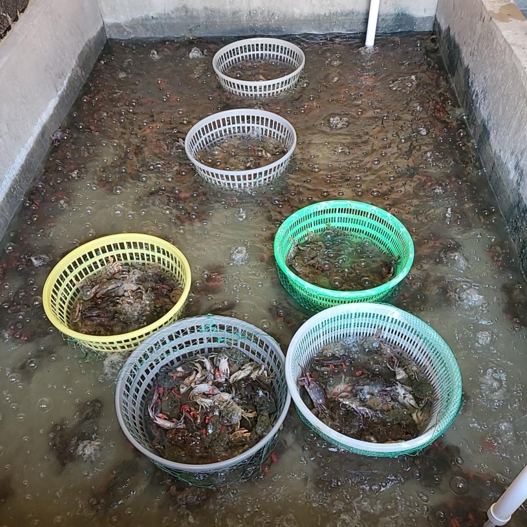 阿静海鲜批发零售