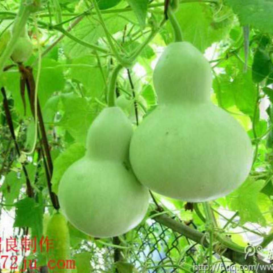 荣儿
