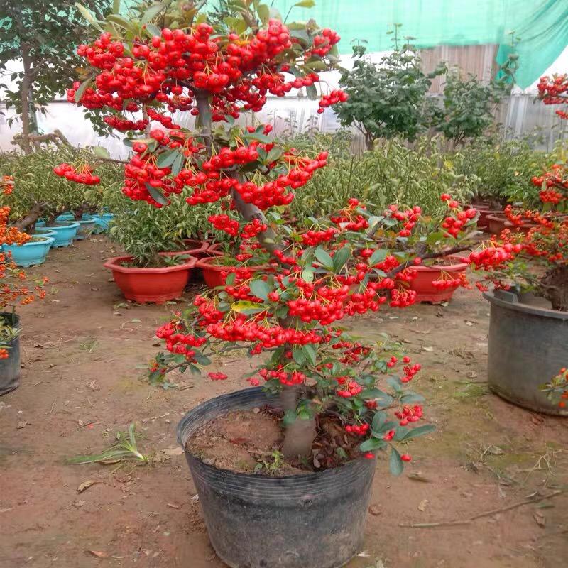 绿之源花卉园艺