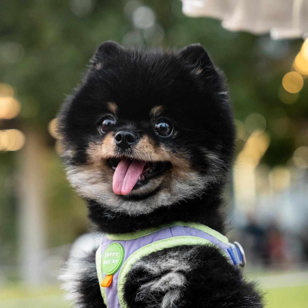 卡卡小王子🐶
