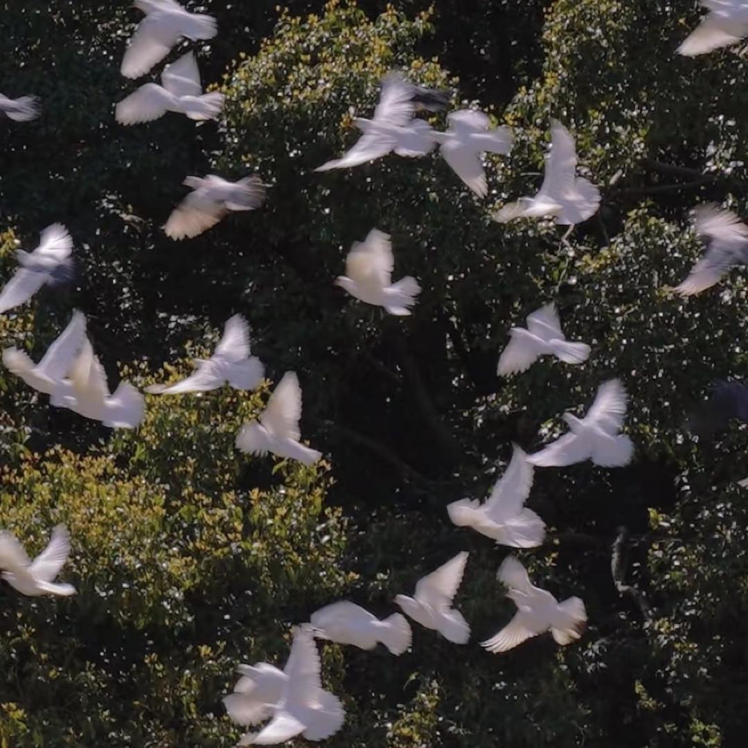 我是🕊️