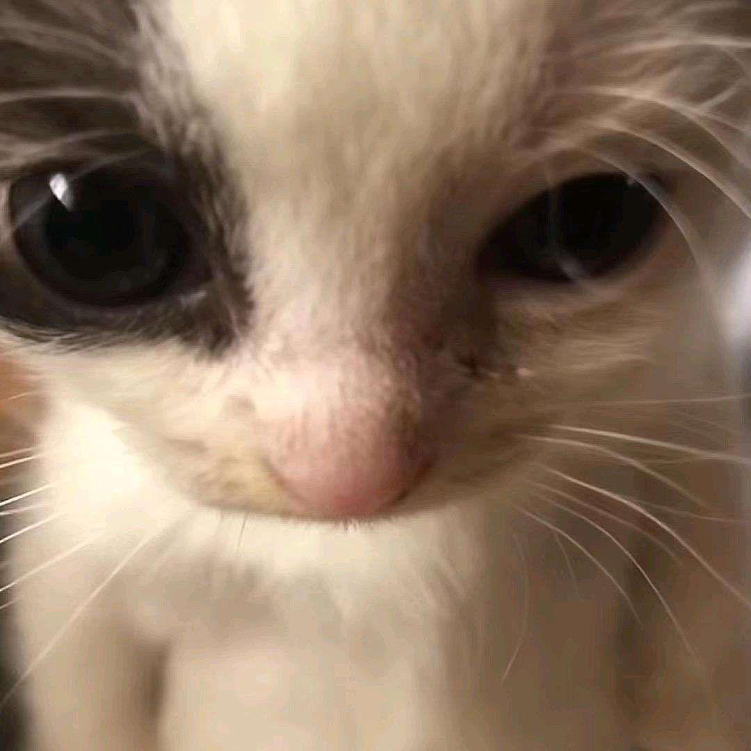 莓事