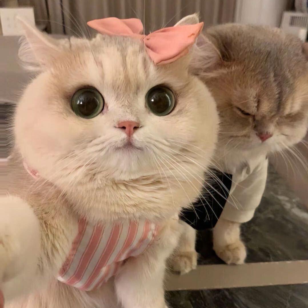 绘梨衣ღ