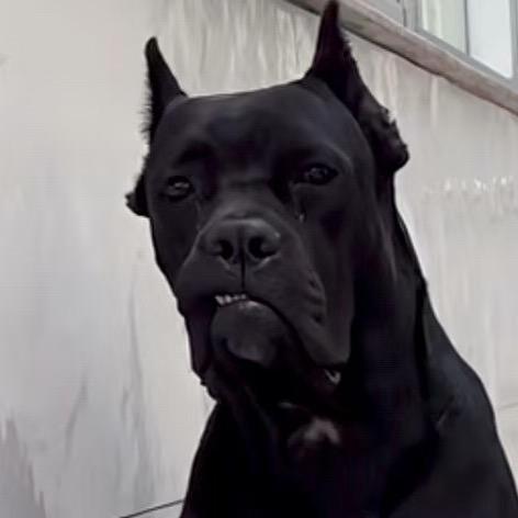 @ 犬明星训犬  （行政总厨）