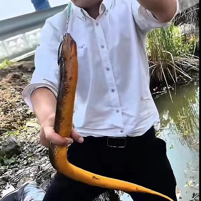黑子钓鳝
