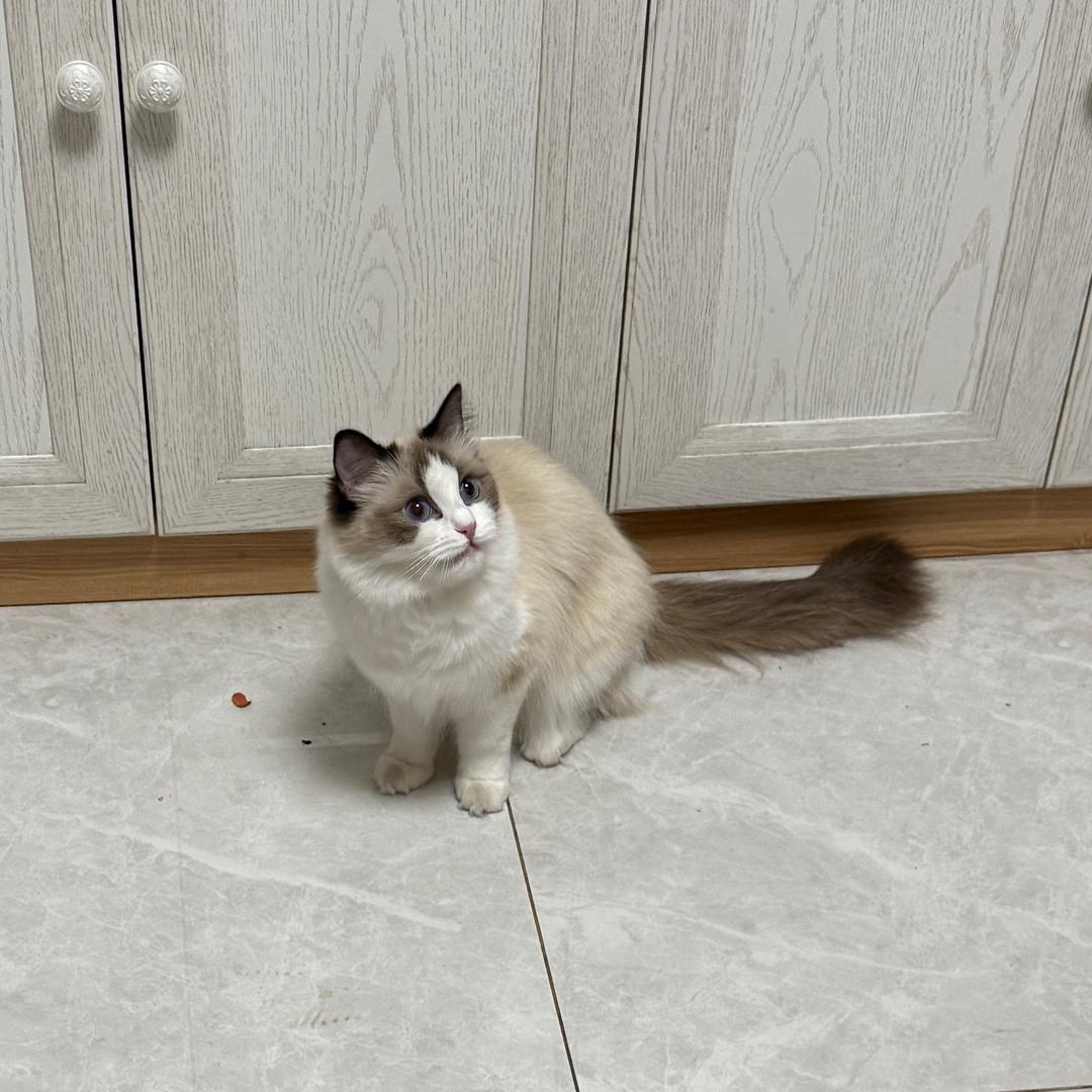 长治狗市【收狗、狗换狗】