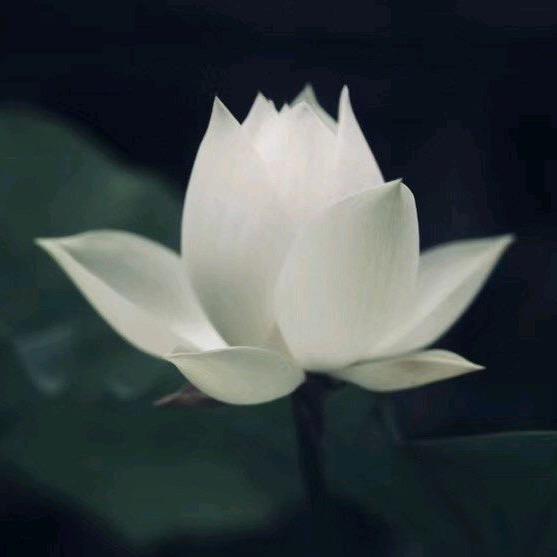 🧚‍♀️巨蟹女💃