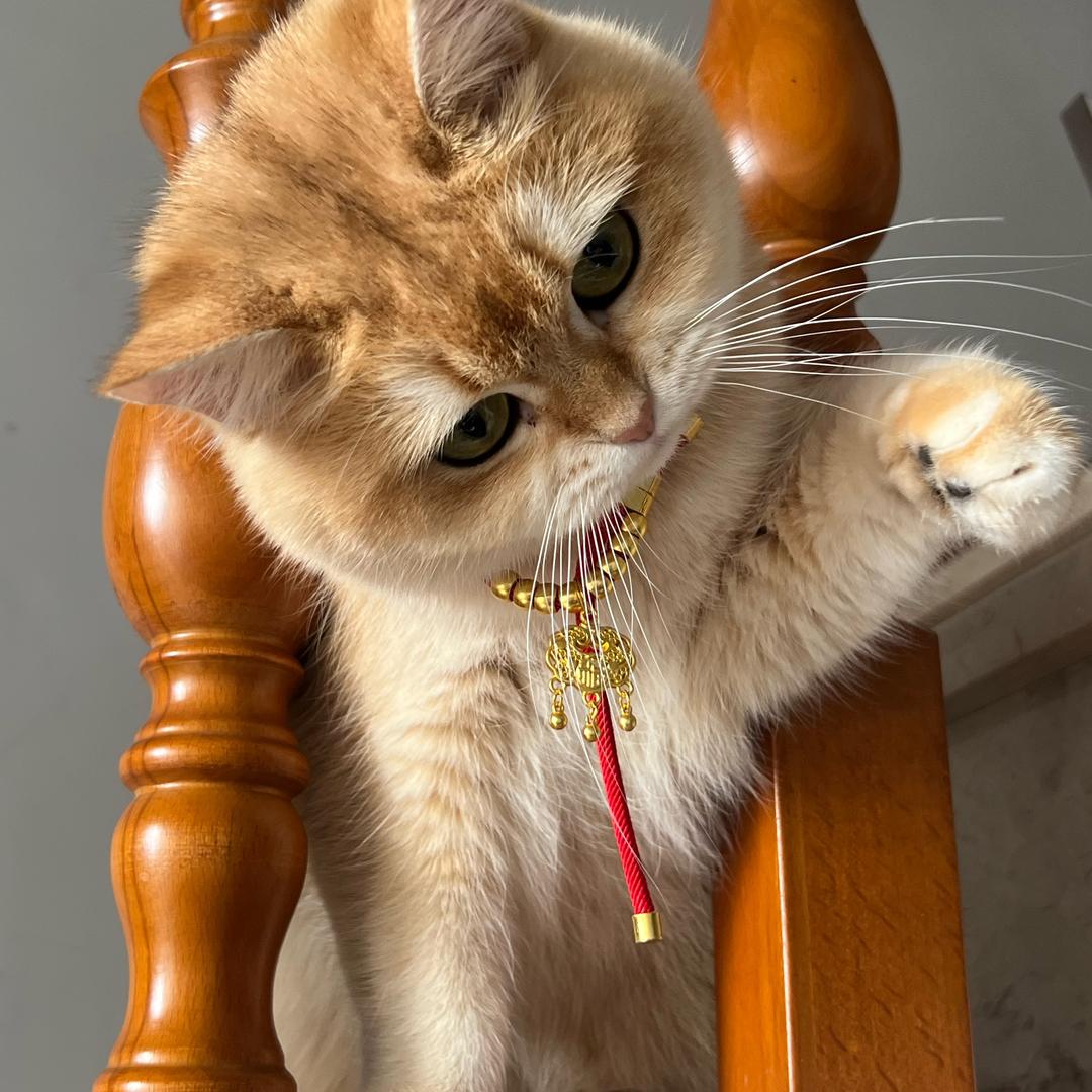 甄乖乖的猫