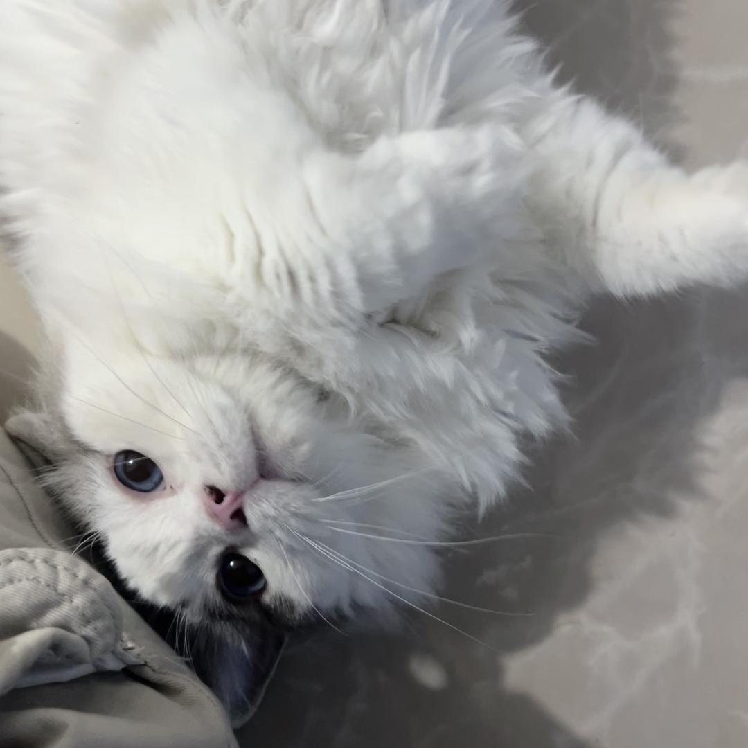 瑞沄宠物严选优品坊