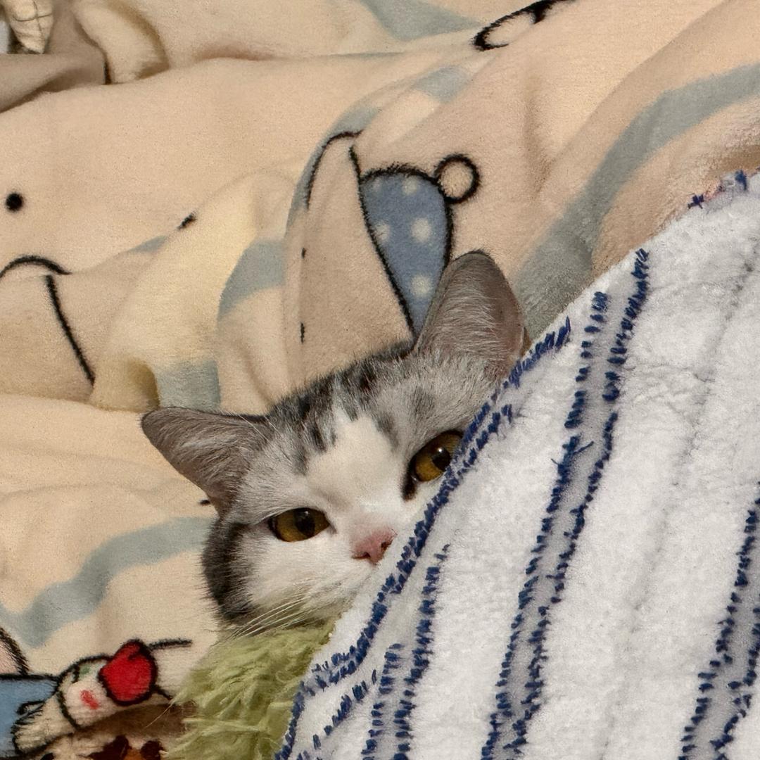 陈呆呆🐣