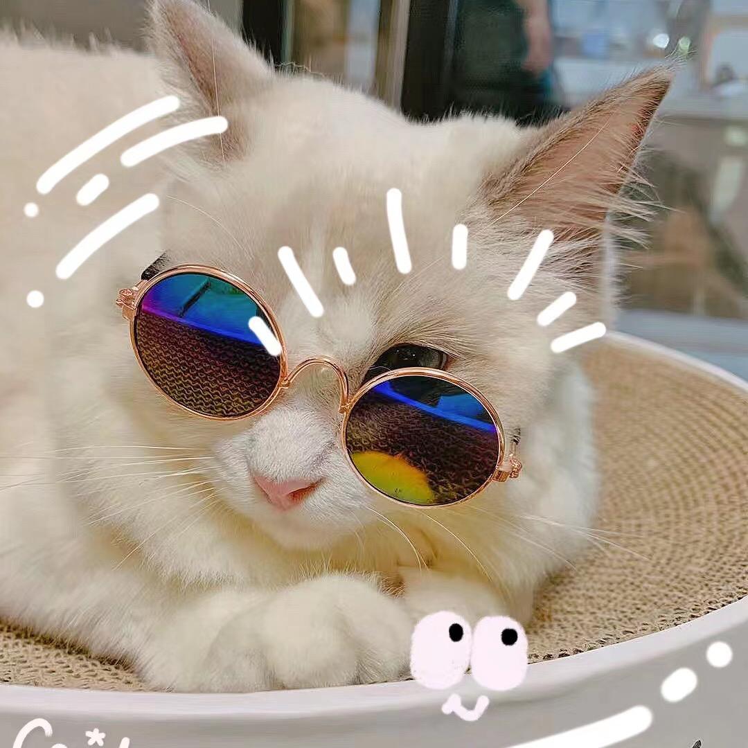 坏喵不做好猫