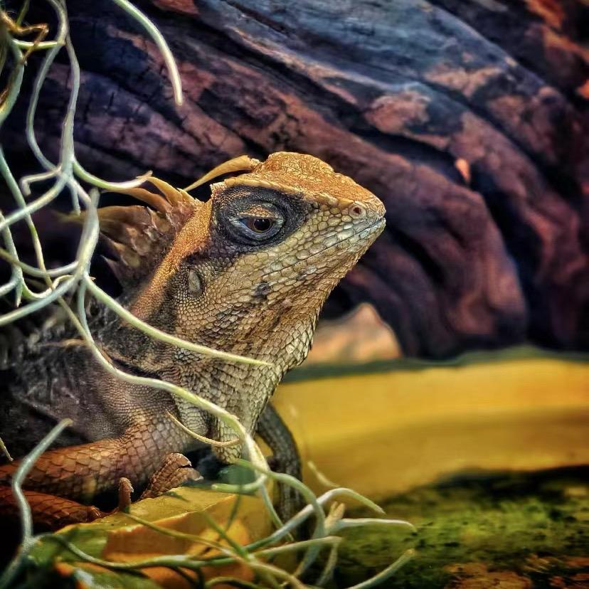 招远秘境自然昆虫馆