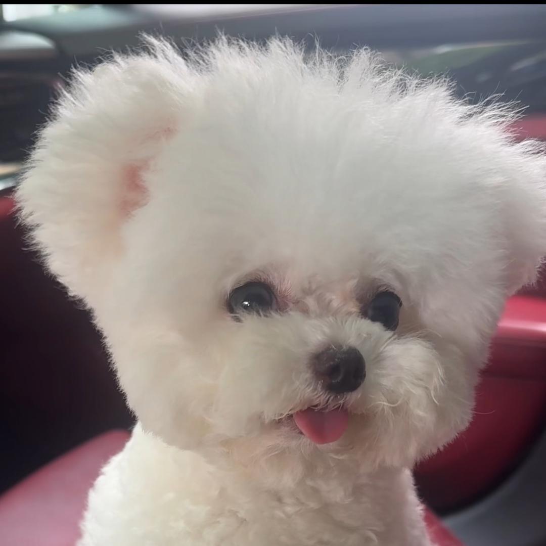 会说话的比熊跳跳🐶🐶🐶