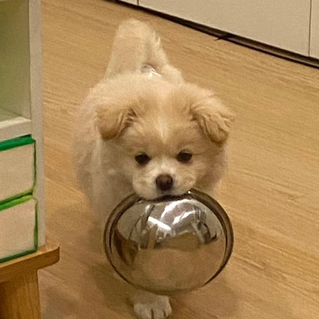 洗碗博主