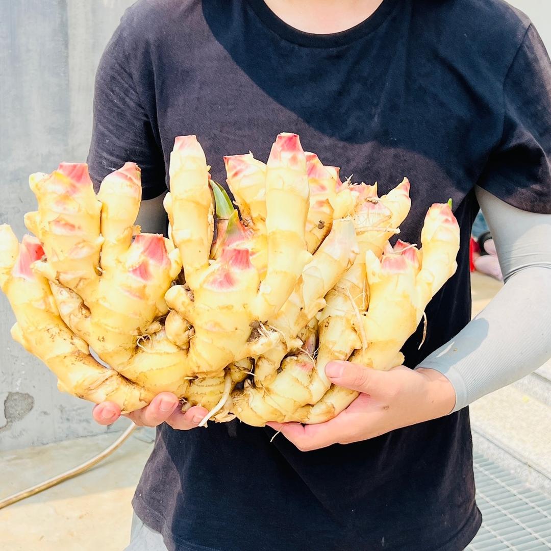 小帅种姜｜恒耕