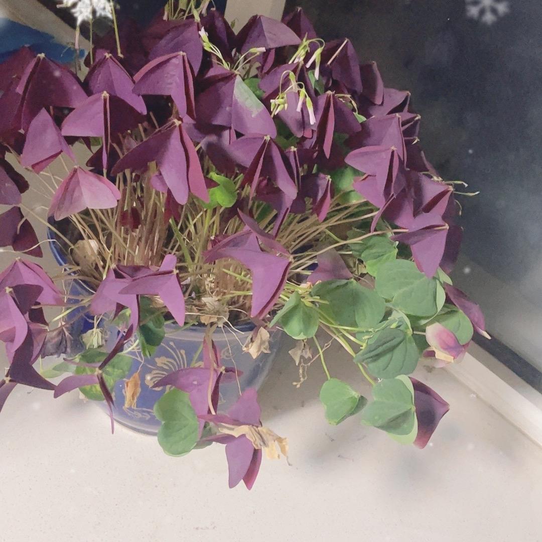 魔晶好好看💕