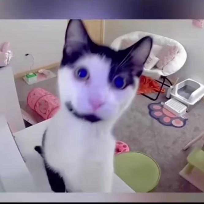 客服猫