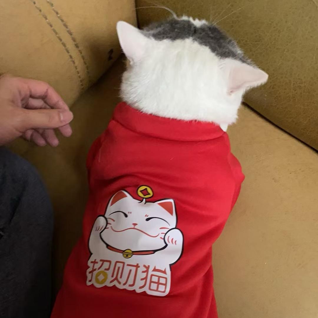 犟牛