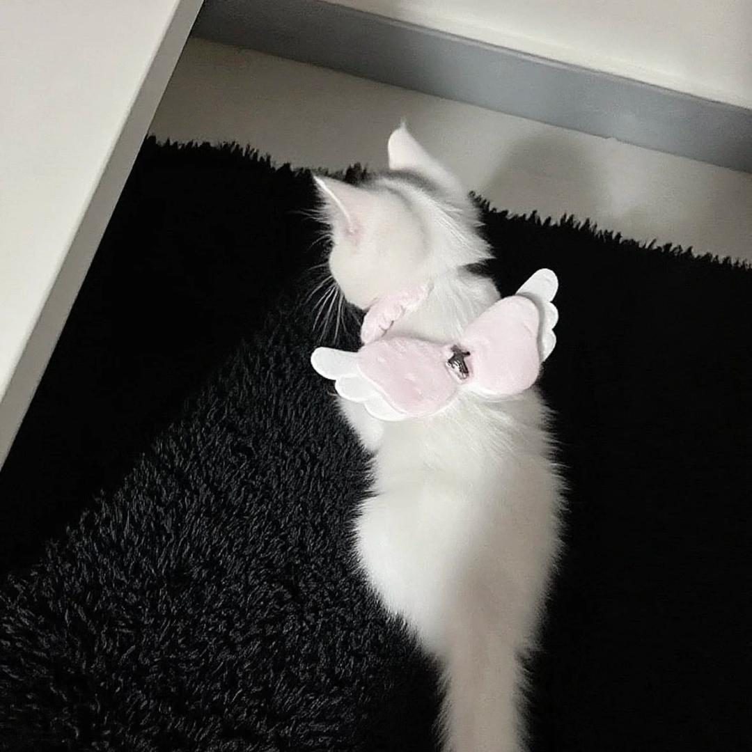 小邹