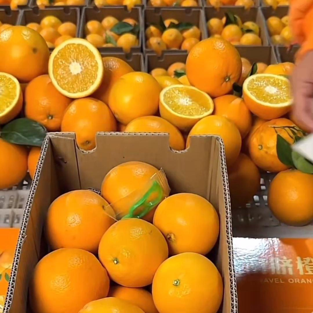 广西武鸣沃柑原产地批发