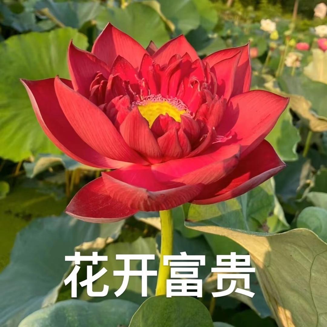 花開富貴🫃🏿