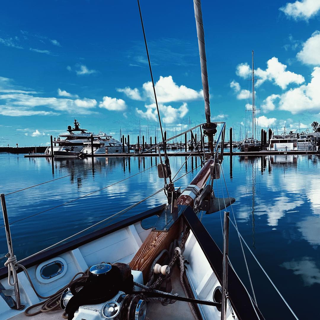 来抖音学习的大老虎