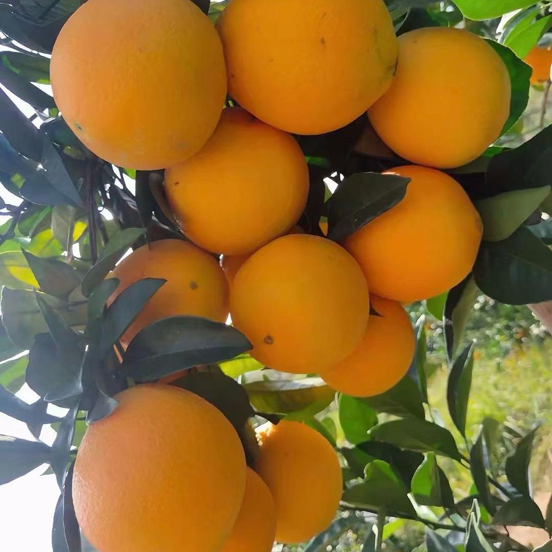 赣南脐橙源头产地