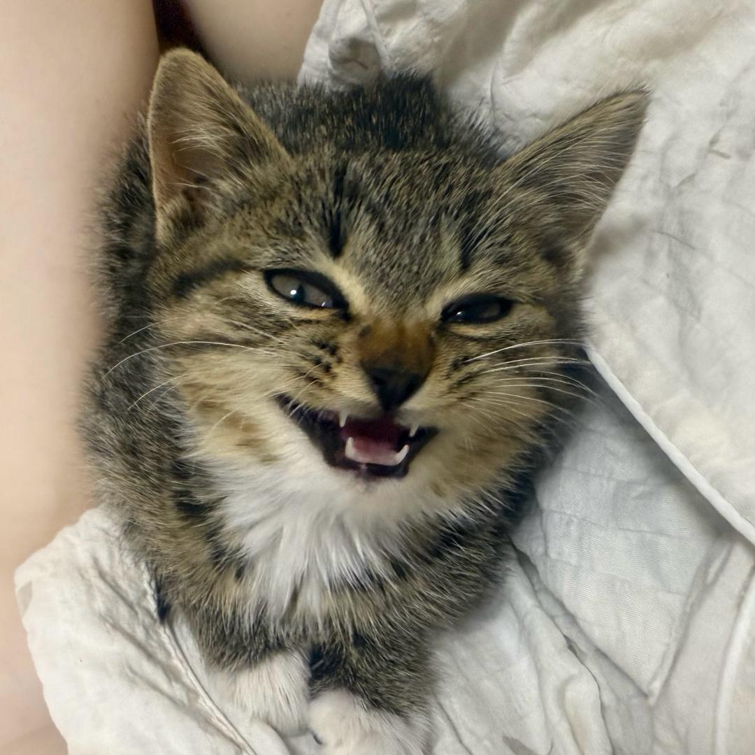 胖豆🐈