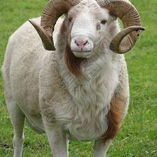 迪洋阳品质精选