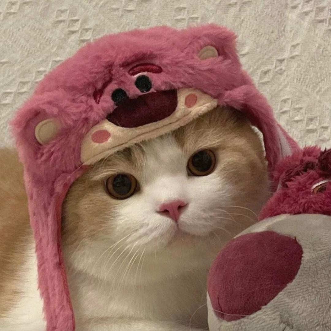 佳姐聊养猫(都是干货)