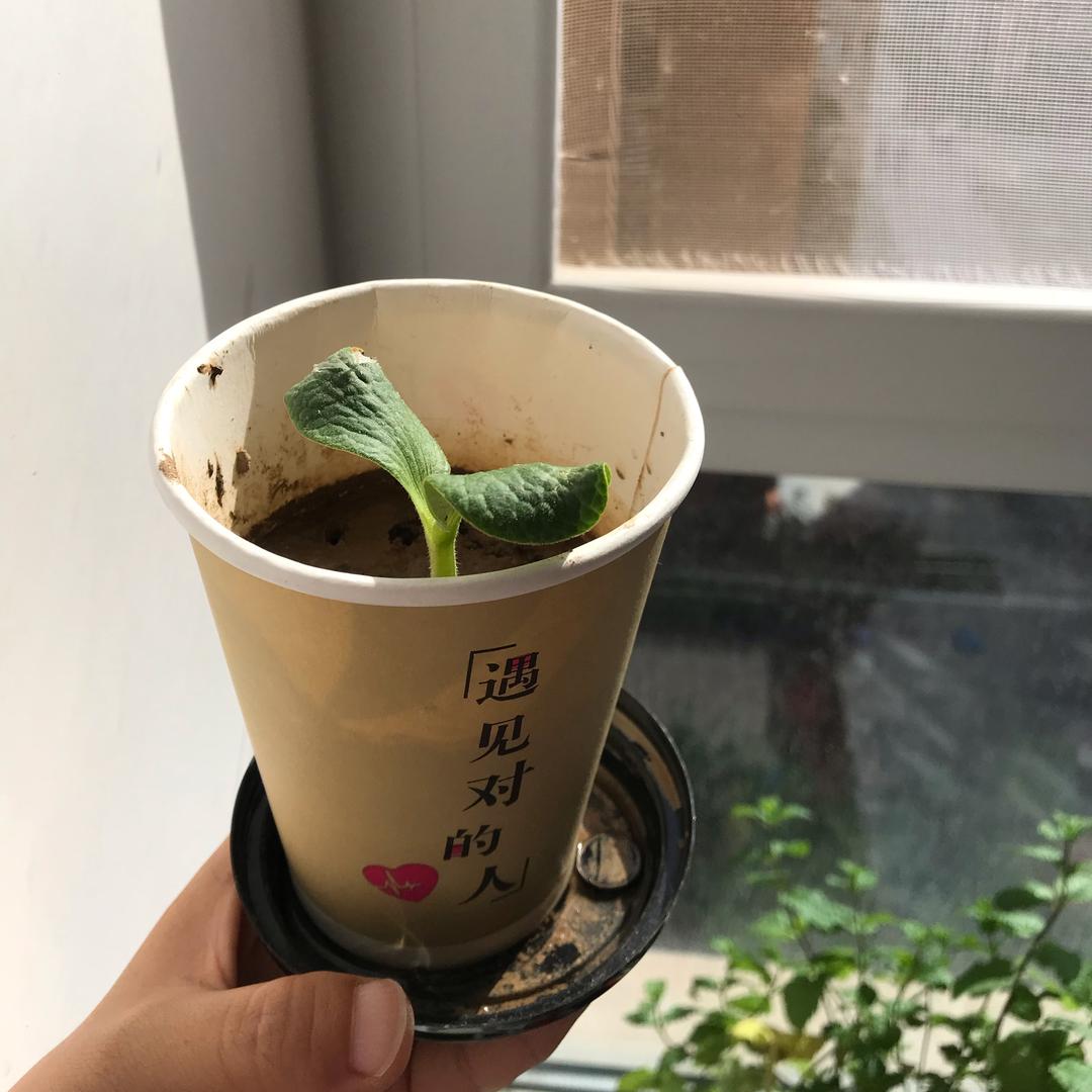 葵花🌻