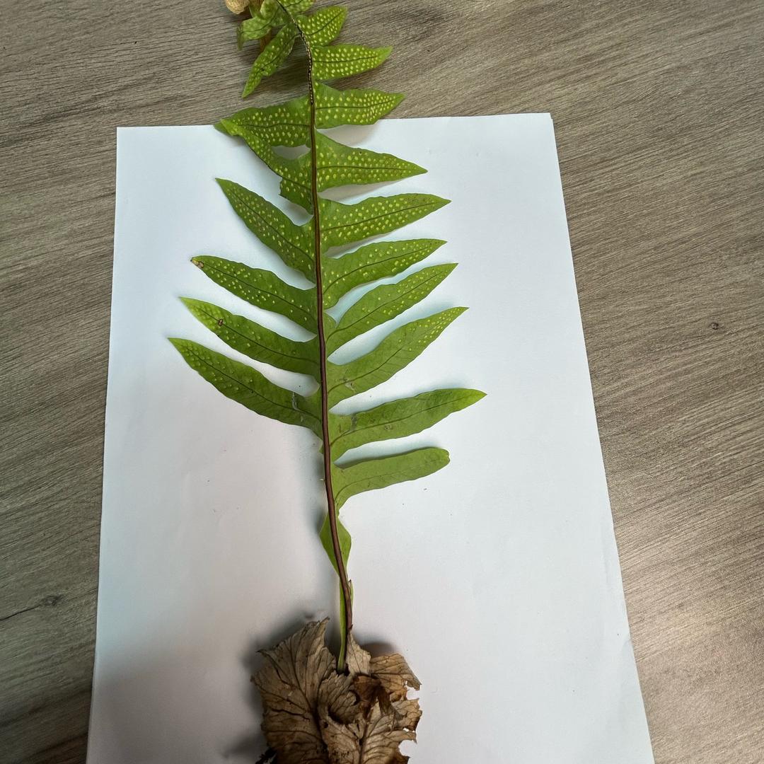 兴农中草药种植合作