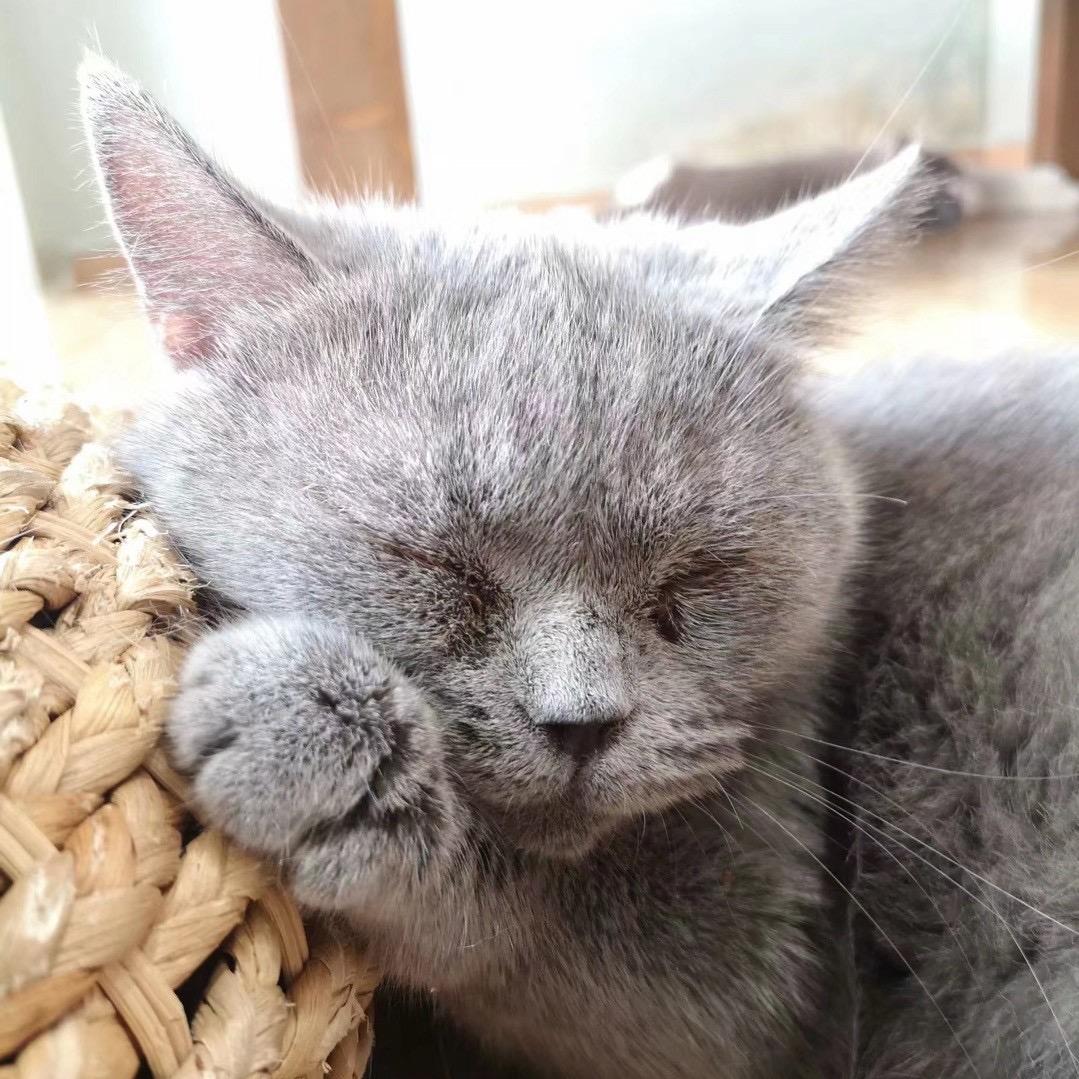 禔橙