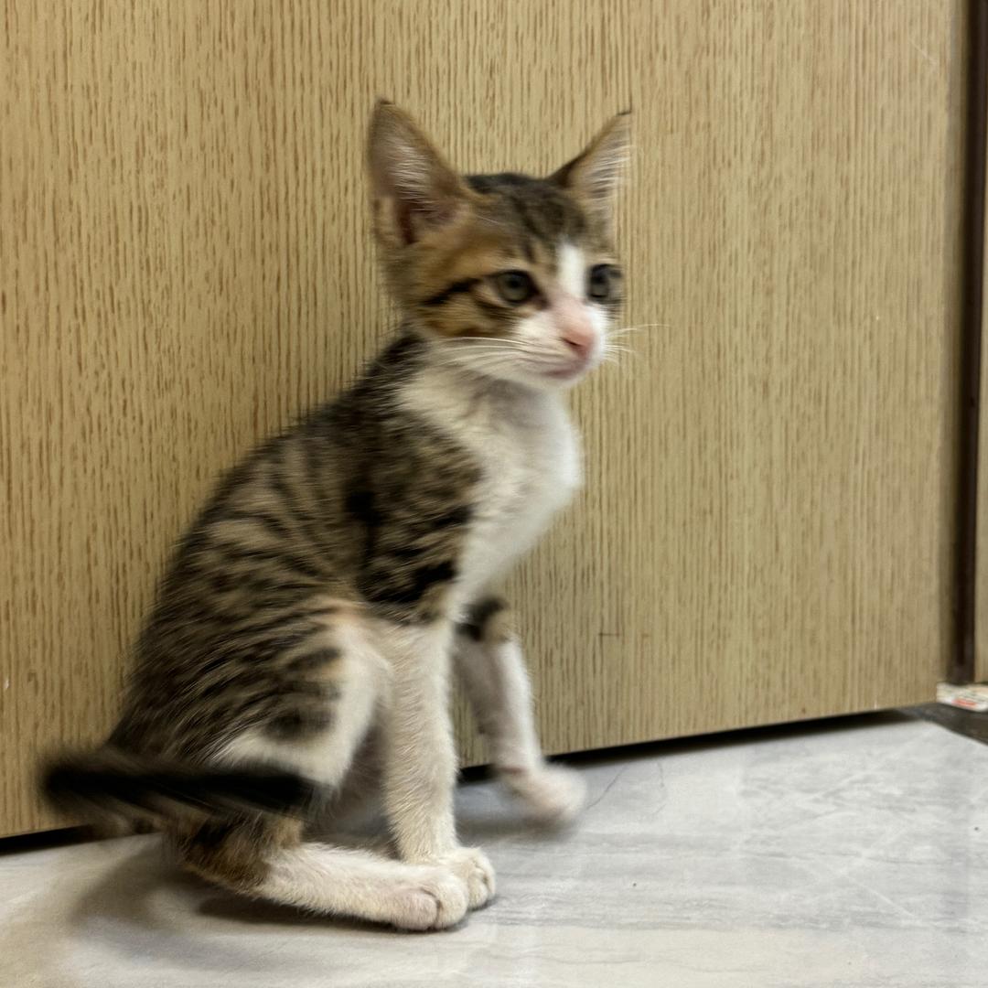 狸花猫小富贵儿