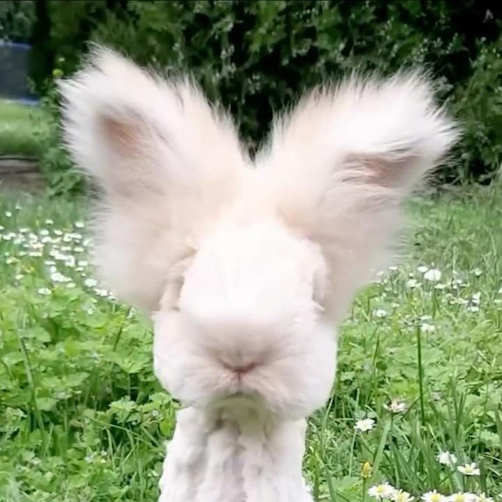 柠檬是个小可爱