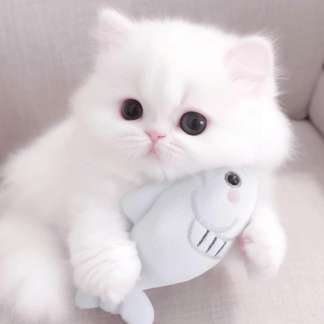一只鱼块