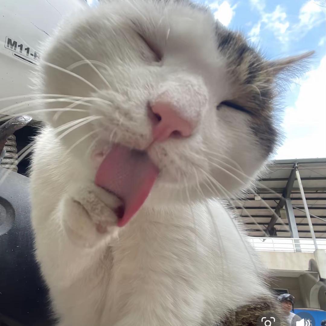 特猫tou头像