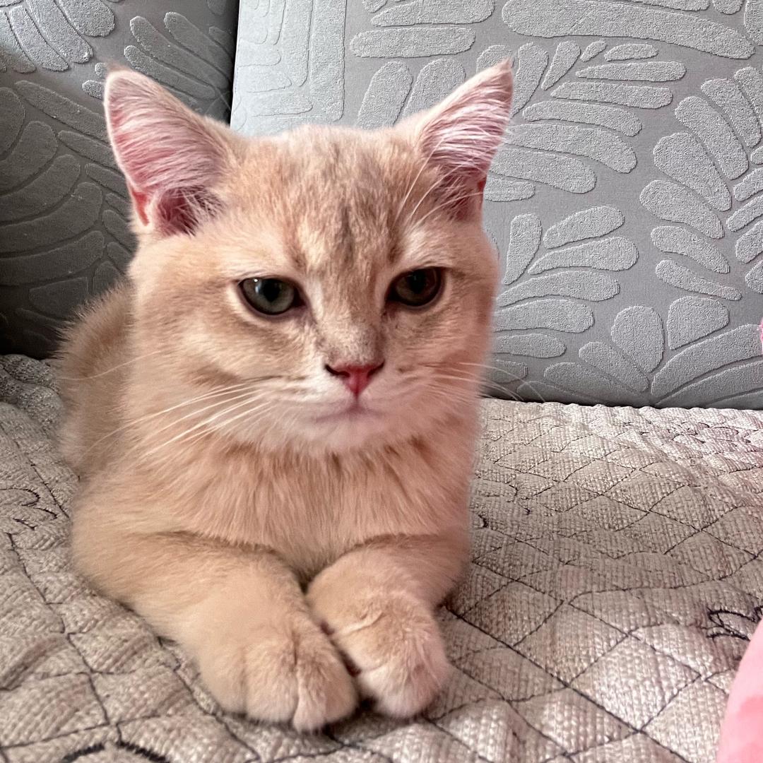 家有小猫叫妞妞