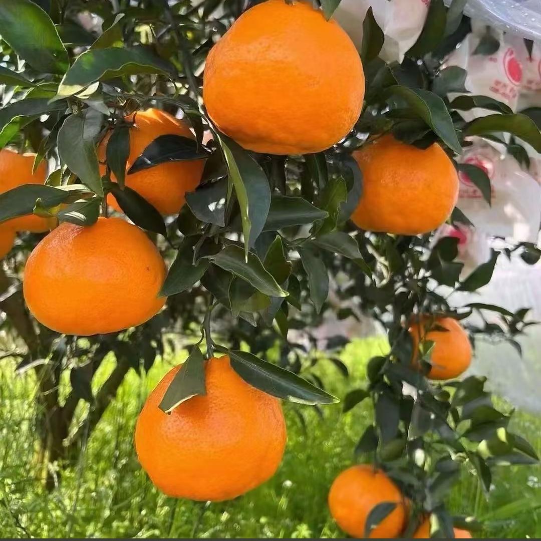 耙耙柑果园🍊（三七生鲜）