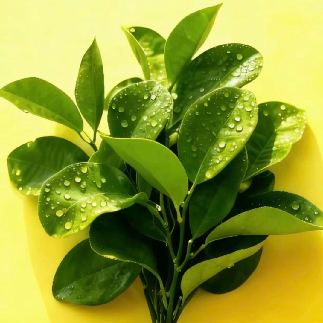 你我皆可并肩星辰