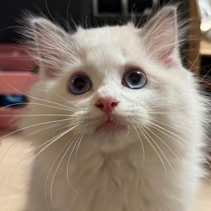🐱我叫郑大钱