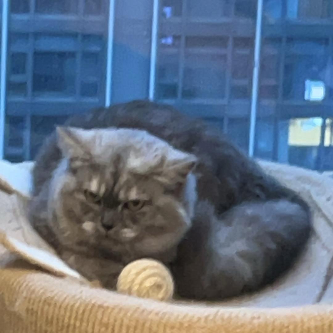 真林灵
