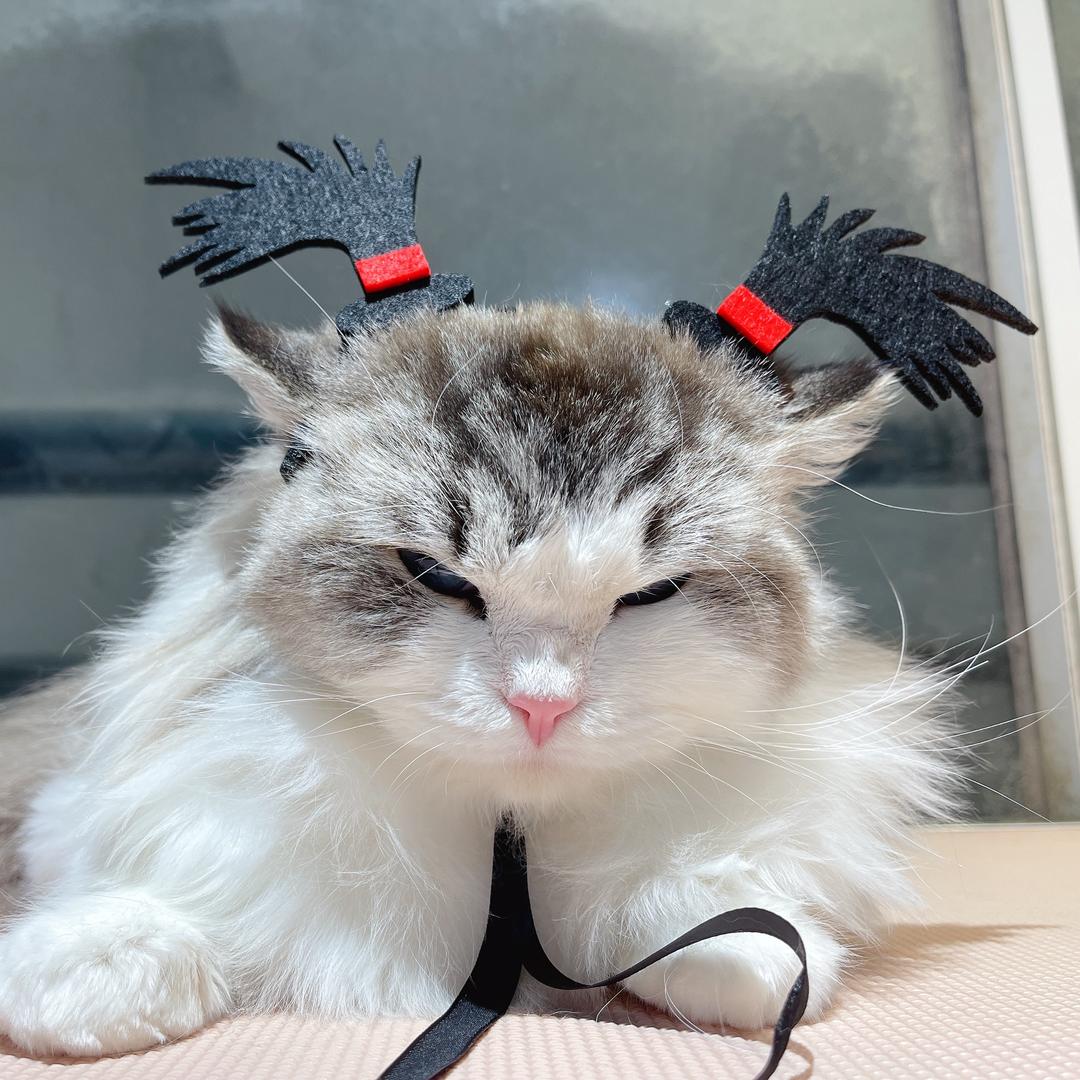 蜜糖宠物用品（新）