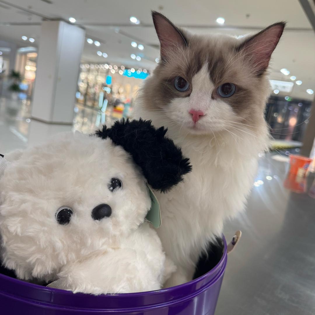 猫颖不太甜🐱