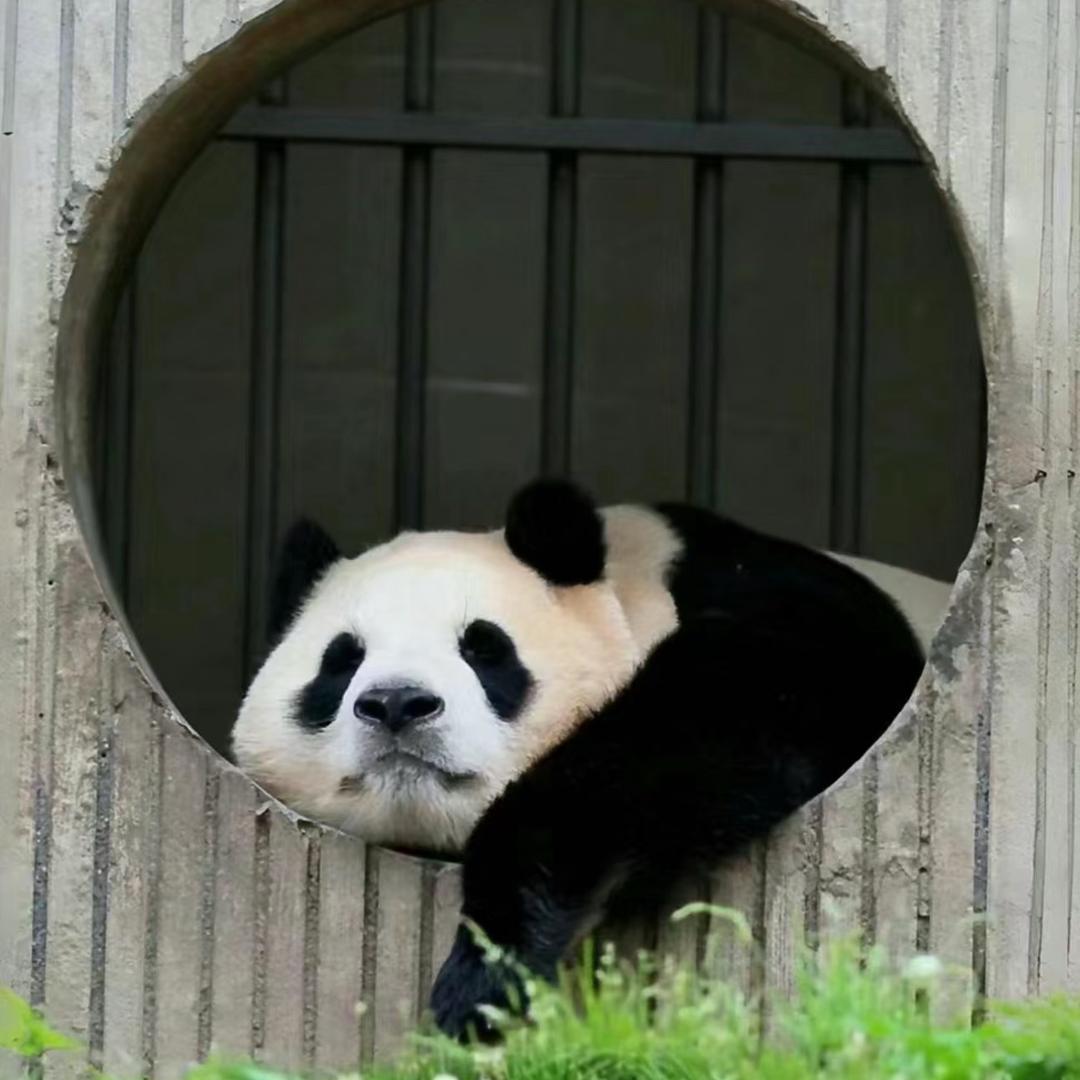 噗宝🐼墩邦尼