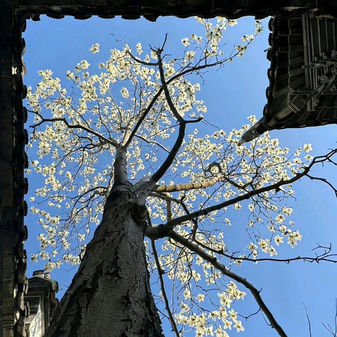大普