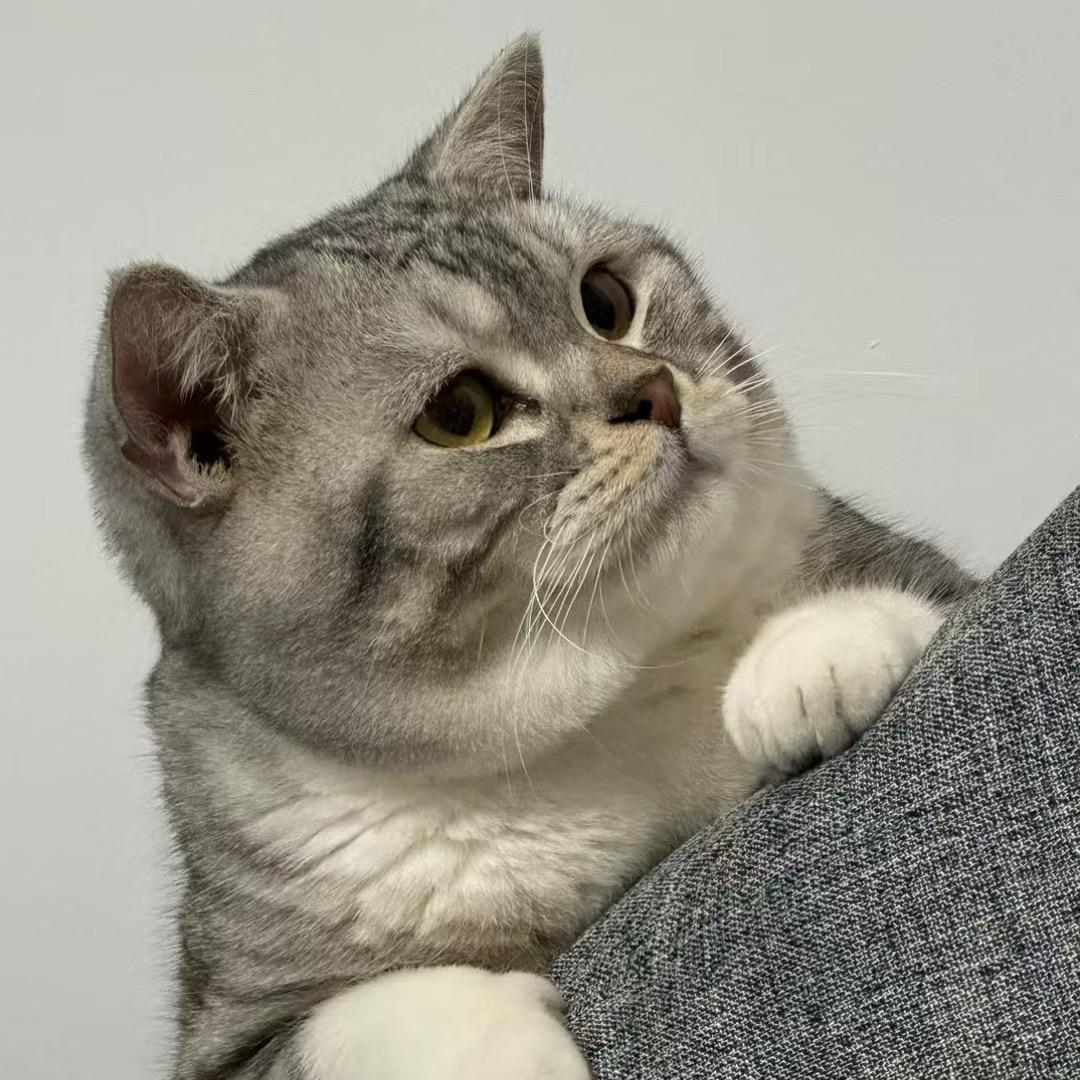 不抽白将（一腚饥荒版）